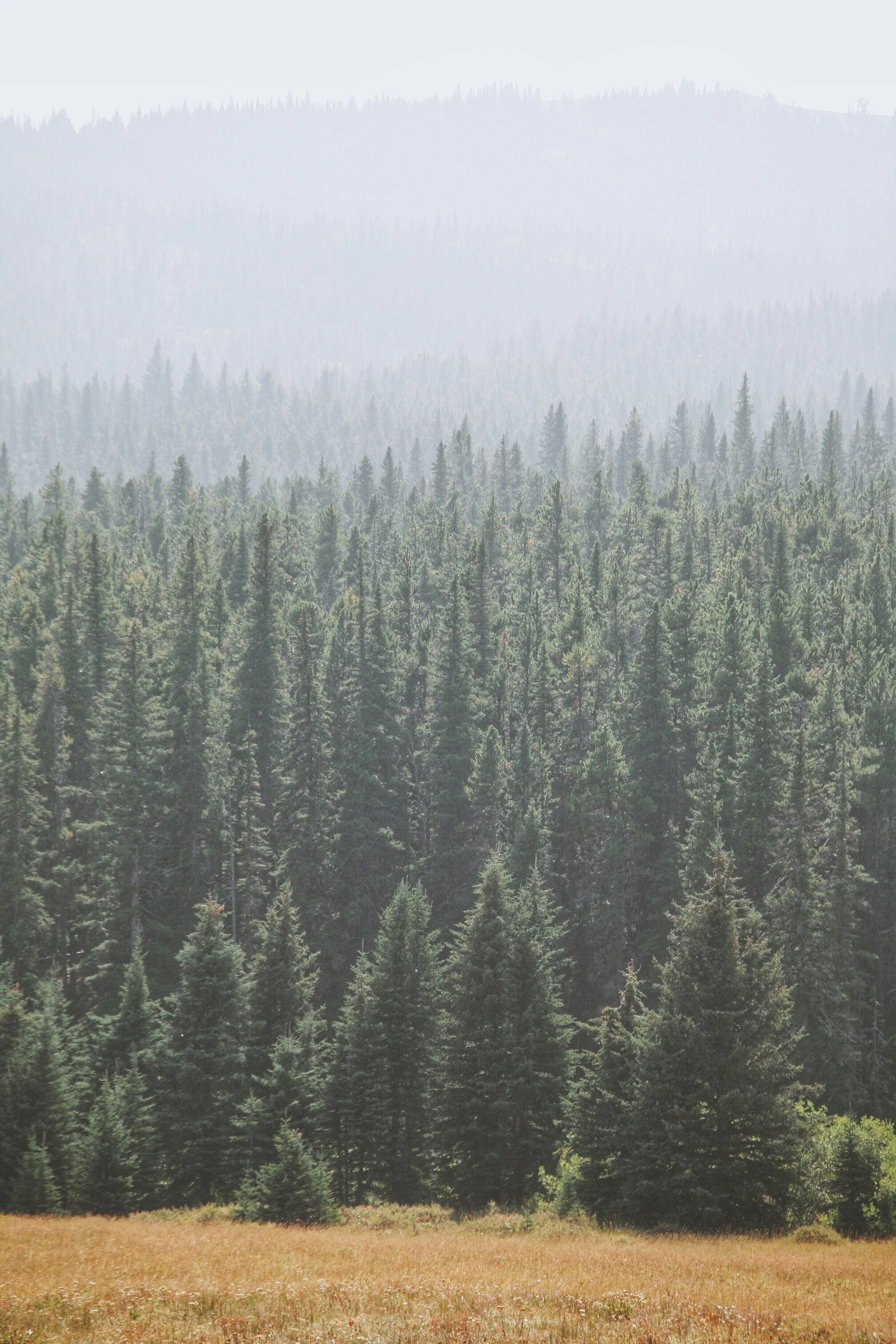 view of pine trees during daytime